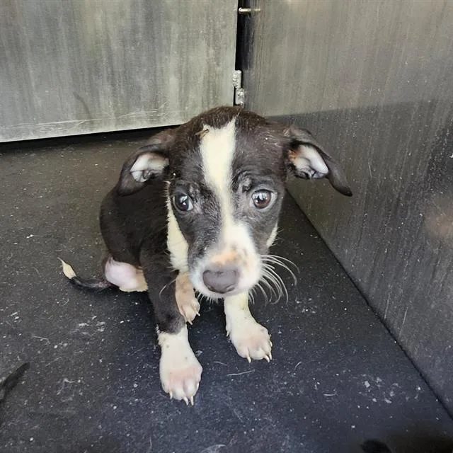 A baby small-sized male Terrier dog named Tone for adoption in San Antonio, TX