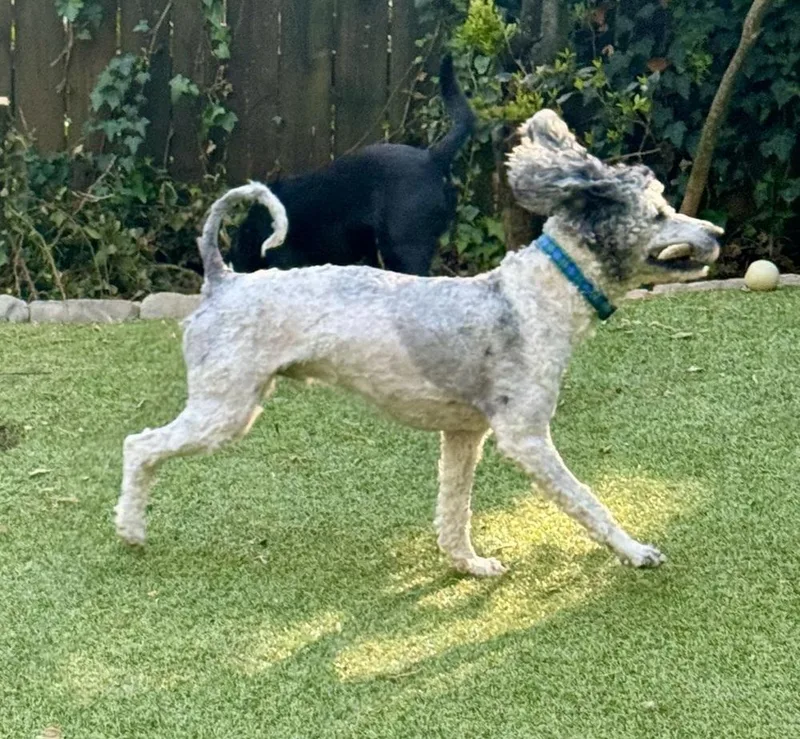 An adult medium-sized male Poodle dog named Jules for adoption in Dunwoody, GA