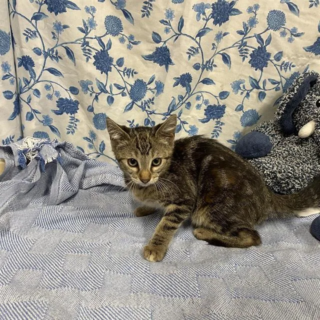 A baby small-sized female Domestic Short Hair cat named Jelly Bean for adoption in Modesto, CA