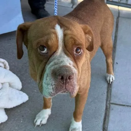 A baby small-sized female Boxer dog named 26-1313 for adoption in Los Banos, CA
