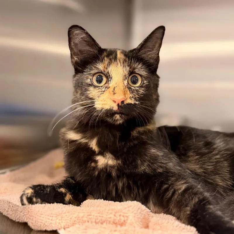 A baby small-sized female Torbie Domestic Medium Hair cat named Merveille for adoption in Tucson, AZ