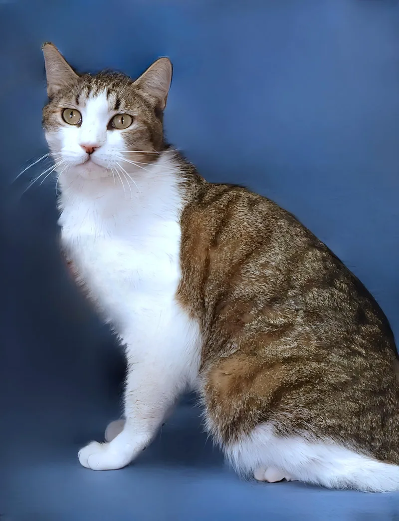 An adult large-sized male Domestic Short Hair cat named Ollie for adoption in Pasadena, CA
