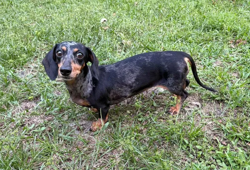 A young small-sized female Dachshund dog named Dora for adoption in Fort Walton Beach, FL