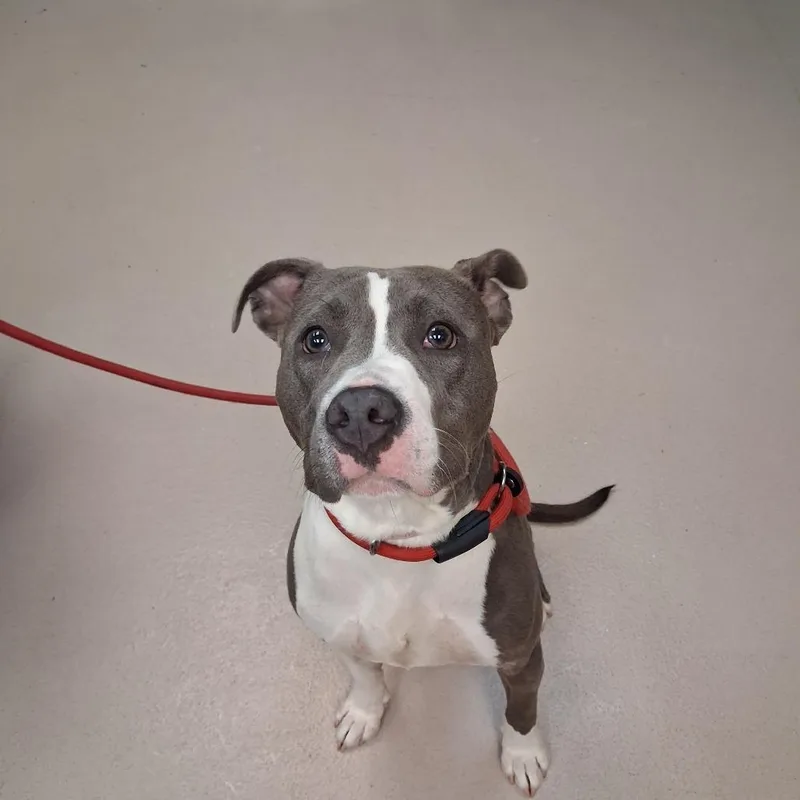 An adult medium-sized female Gray / Blue / Silver Pit Bull Terrier dog named Twilight for adoption in Newark, NJ