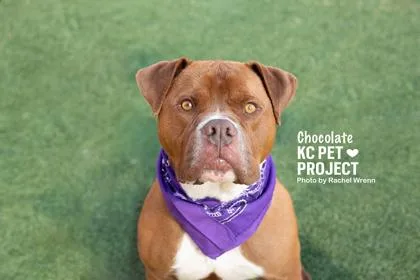 An adult extra large-sized male Brown / Chocolate Pit Bull Terrier dog named Chocolate for adoption in Kansas City, MO