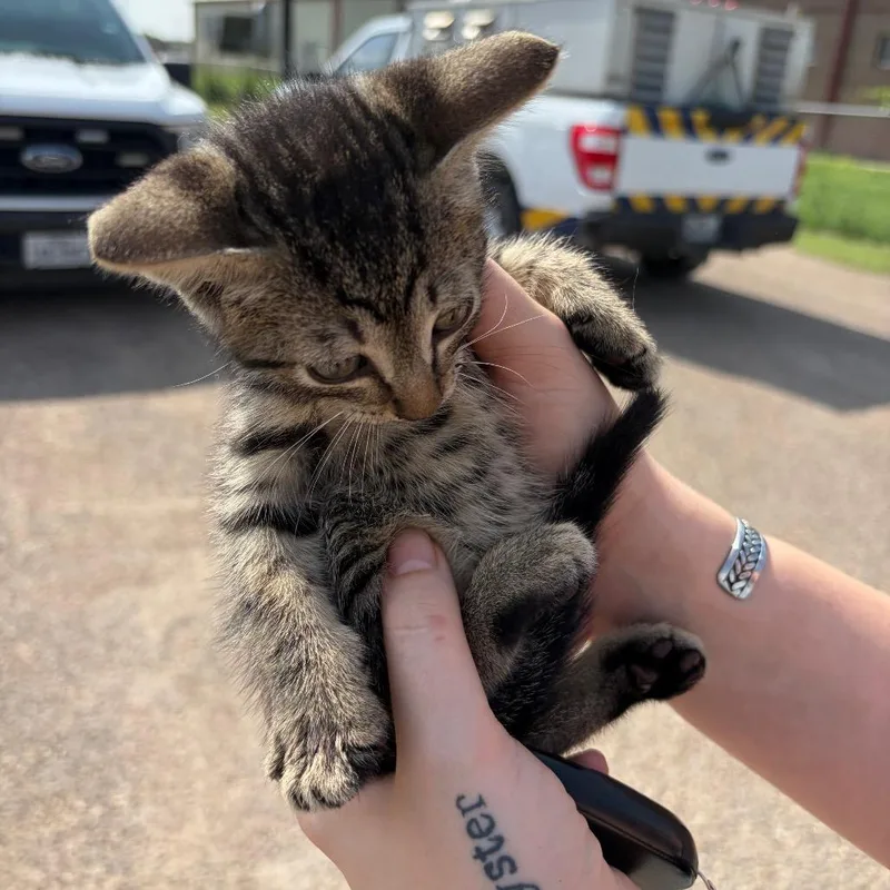 A baby small-sized male Brown / Chocolate Domestic Short Hair cat named Jeremy for adoption in Edinburg, TX