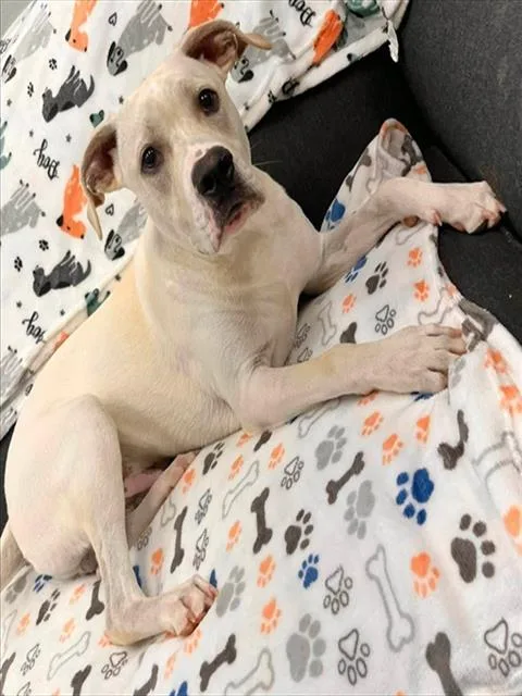 A young large-sized male Pit Bull Terrier dog named Blanda for adoption in Peoria, IL