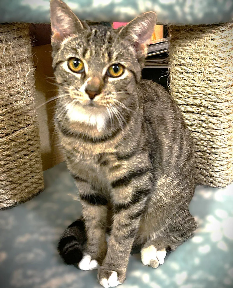 A young medium-sized female Tabby cat named Little for adoption in Fort Myers, FL
