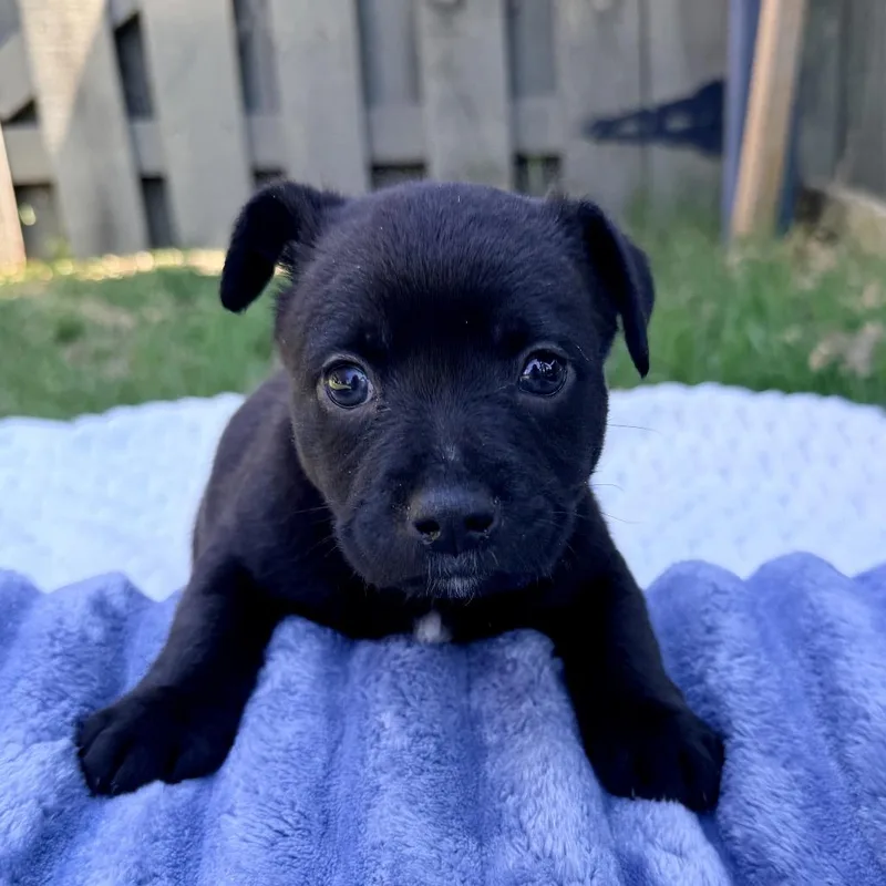 A baby medium-sized male Black Mixed Breed dog named Bentley for adoption in Huntsville, AL