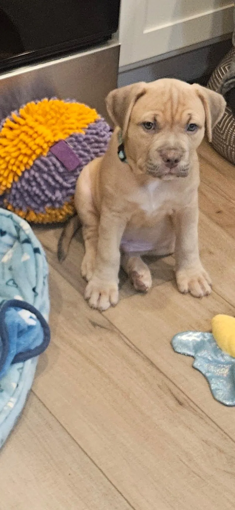 A baby medium-sized male Apricot / Beige American Staffordshire Terrier dog named Prince Charming for adoption in Houston, TX