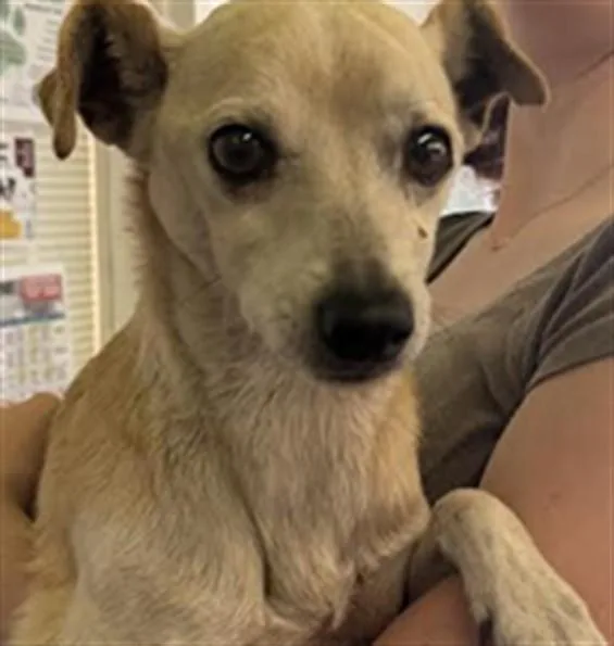 An adult small-sized male Chihuahua dog named Danny for adoption in Los Angeles, CA