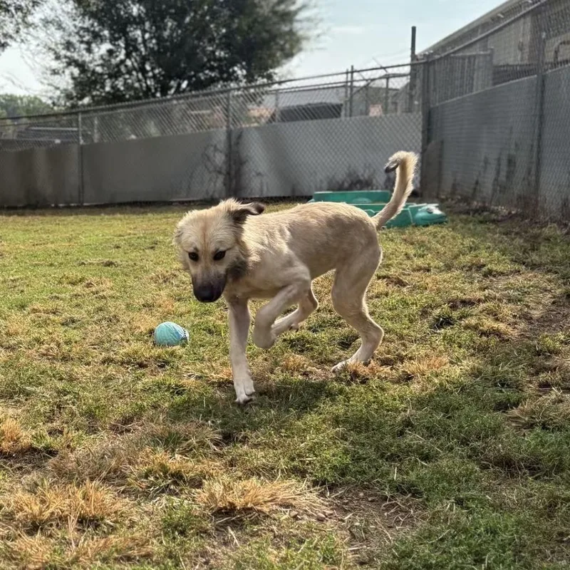 An adult medium-sized female Anatolian Shepherd dog named Snoodle for adoption in Madison, AL