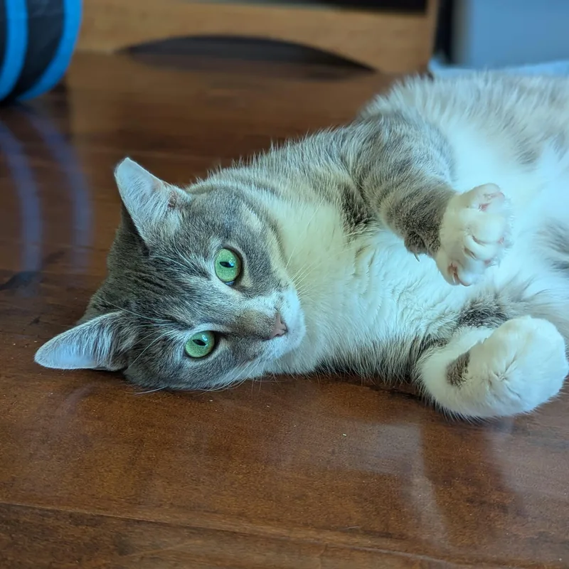An adult large-sized male White Domestic Short Hair cat named Greyson for adoption in Fort Worth, TX