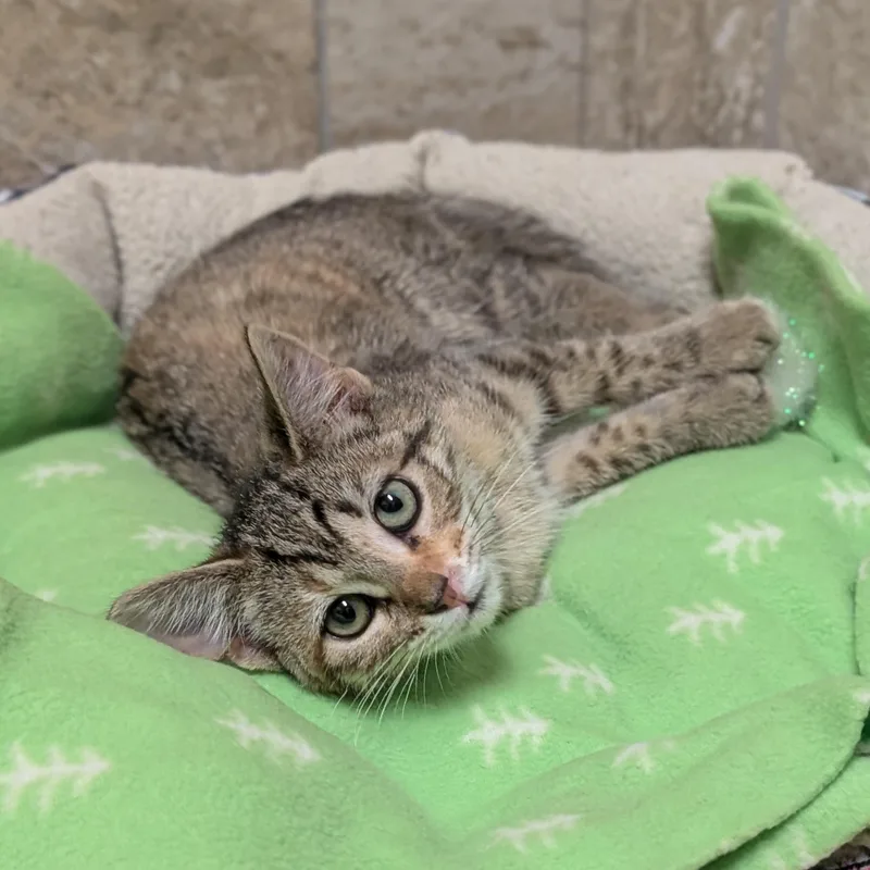 A baby medium-sized female Torbie Domestic Short Hair cat named Choo Choo for adoption in Jefferson, WI