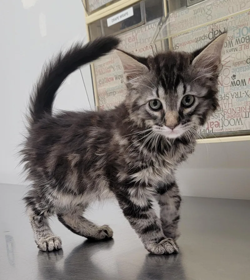 A baby medium-sized female American Shorthair cat named Minnie for adoption in Pueblo, CO