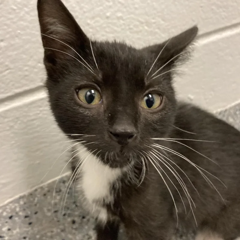 A baby small-sized male Black Domestic Short Hair cat named Oreo for adoption in Dayton, OH