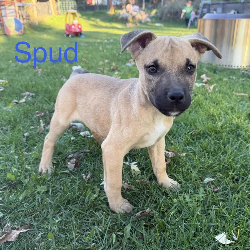 A baby medium-sized male Yellow / Tan / Blond / Fawn Mixed Breed dog named Spud for adoption in Davisburg, MI