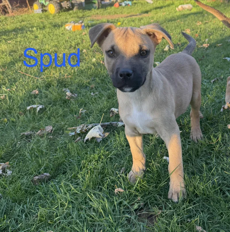 Spud thumbnail 2