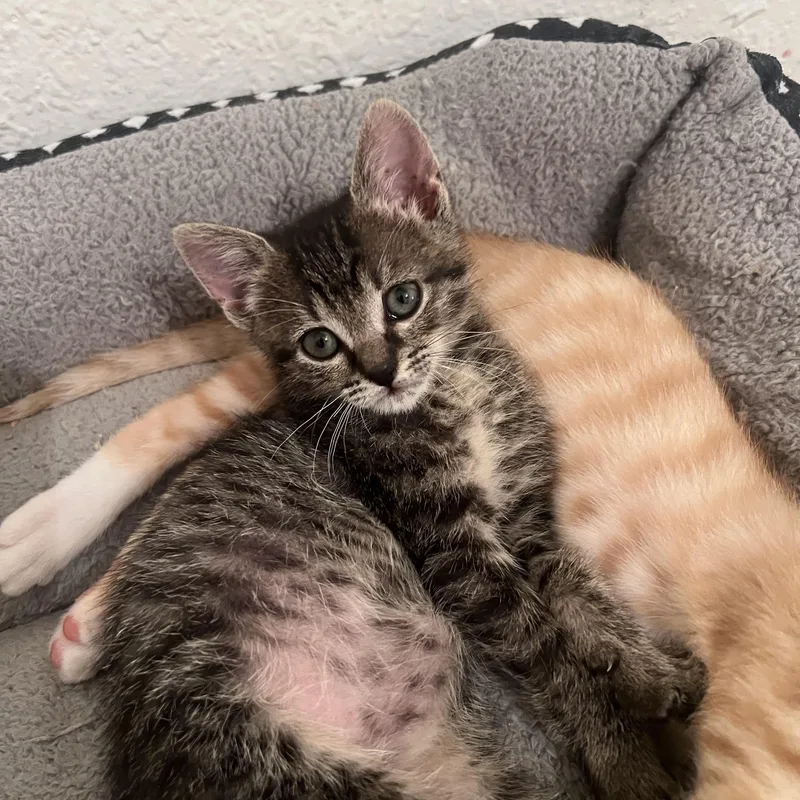 A baby medium-sized female Tabby (Brown / Chocolate) Domestic Short Hair cat named Wilma  Riley Fuzzell for adoption in Spring, TX