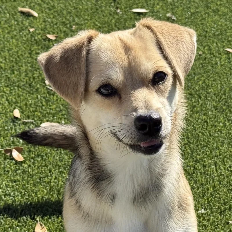 An adult small-sized female Yellow / Tan / Blond / Fawn Chihuahua dog named Tulip  As Pretty for adoption in Hondo, TX