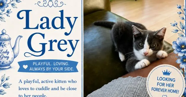 Our Lady Gray thumbnail 3