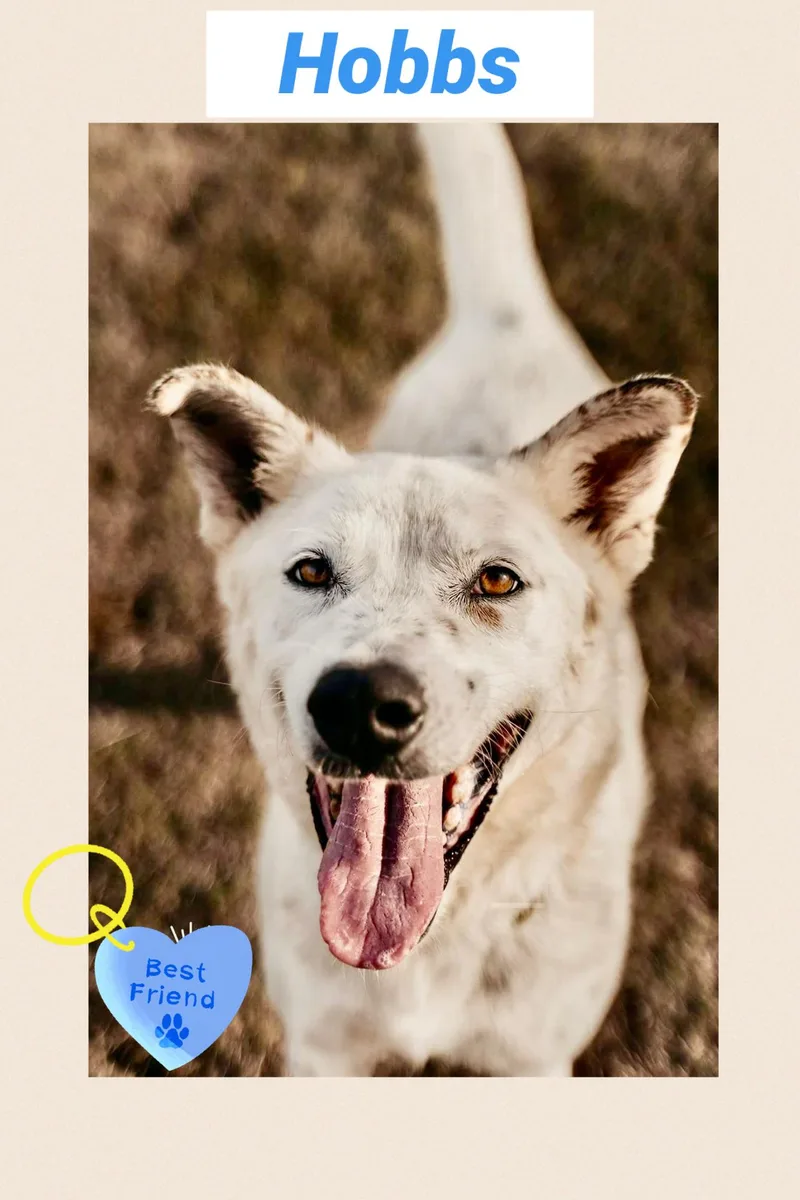 Hobbs