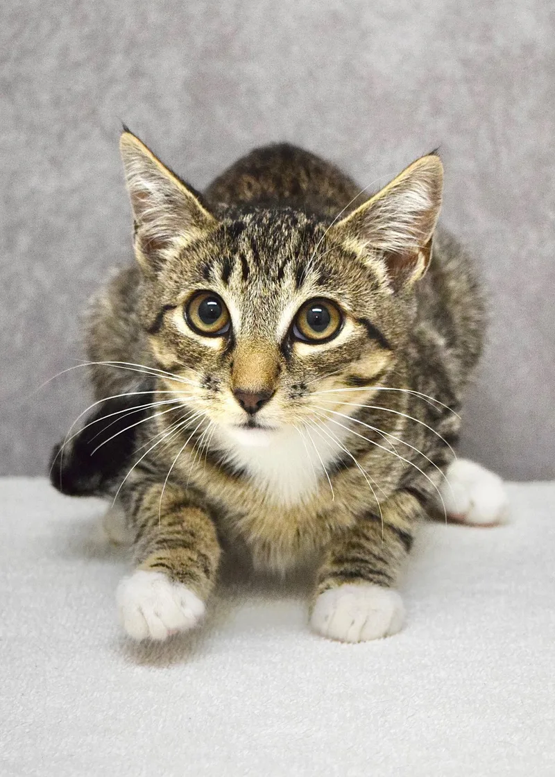 A baby medium-sized male Tabby (Brown / Chocolate) Domestic Short Hair cat named Victor for adoption in Dublin, CA