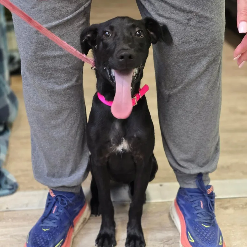 A baby medium-sized female Black Labrador Retriever dog named Roni for adoption in Hinesville, GA