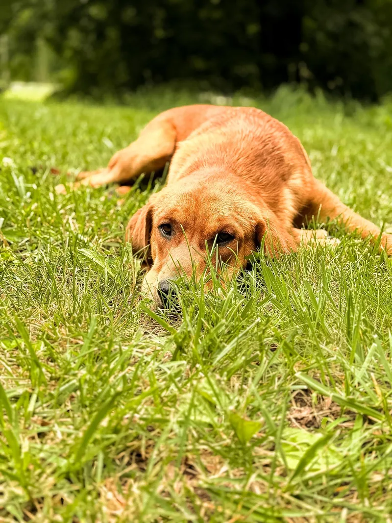 Hank