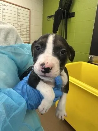 A baby large-sized male Black Mixed Breed dog named Cremini for adoption in Wichita, KS