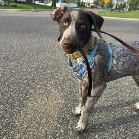 A baby medium-sized male German Shorthaired Pointer dog named Milo for adoption in Minneapolis, MN