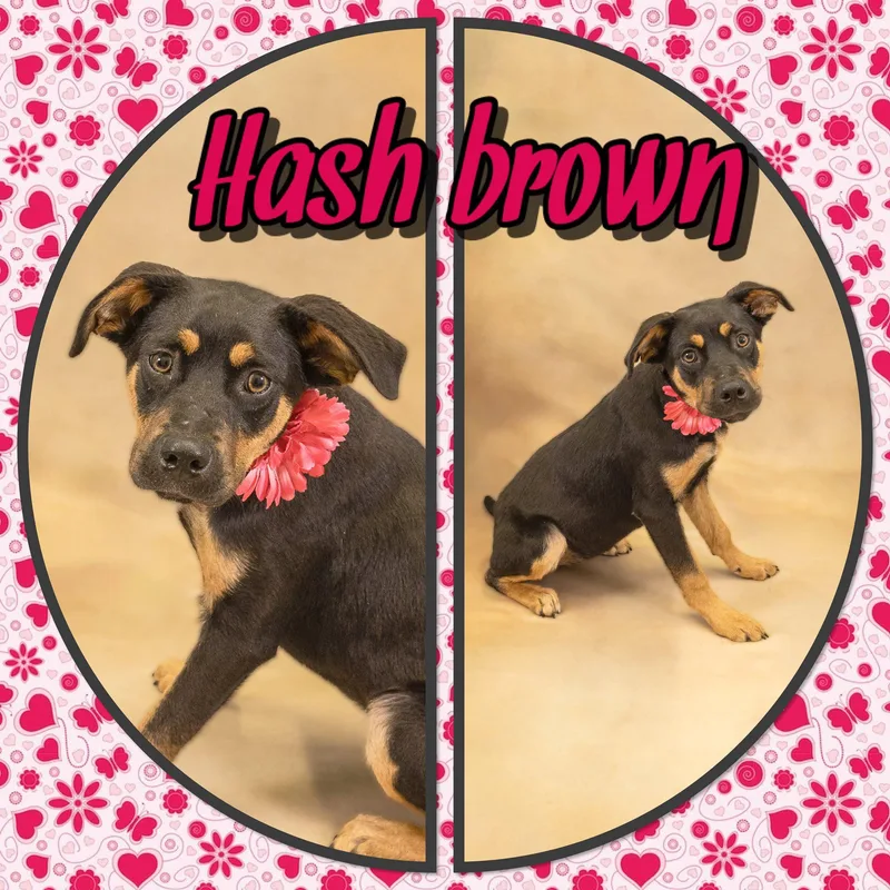A young medium-sized female Bicolor Shepherd dog named Hashbrown for adoption in Seagoville, TX