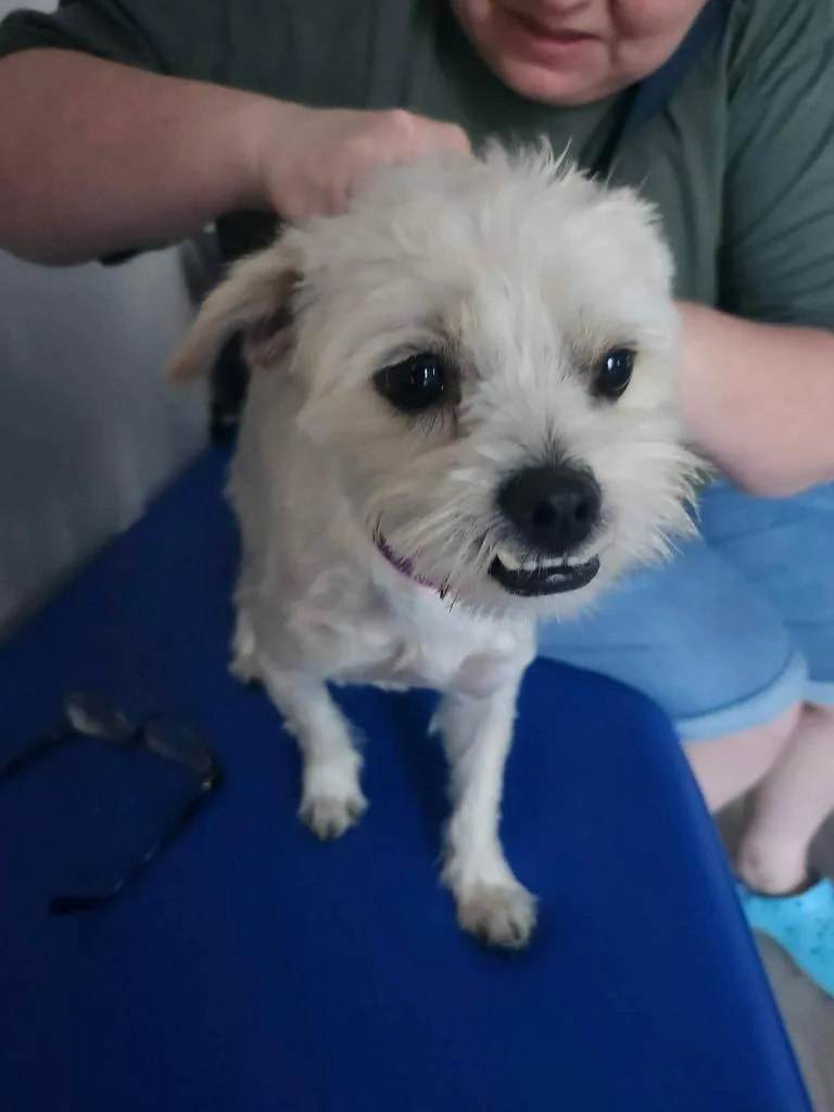 A young small-sized female Terrier dog named Harriet Gertrude for adoption in Mesa, AZ