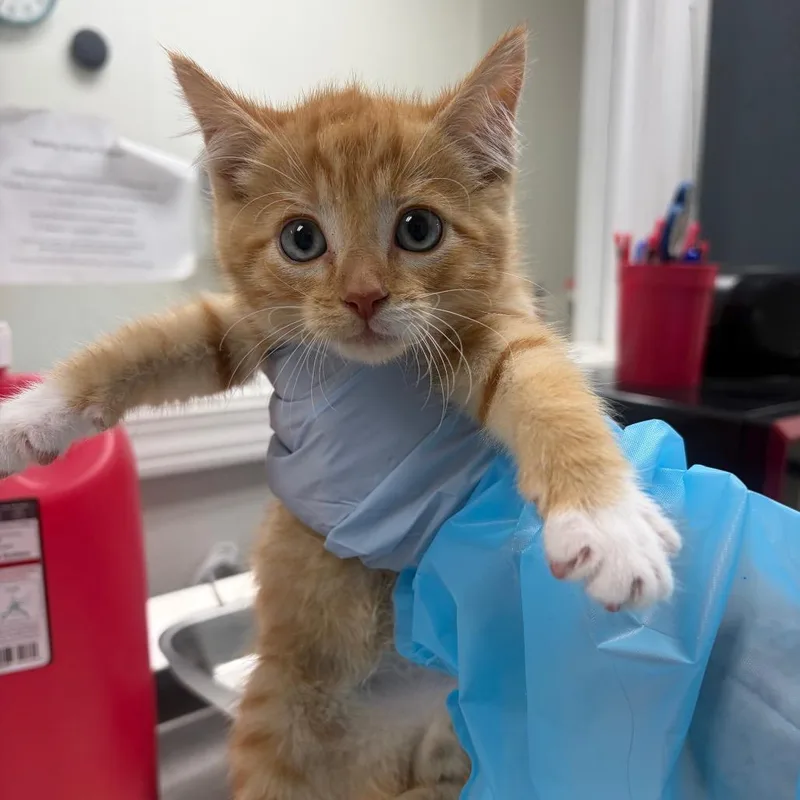 A baby small-sized male Orange / Red Domestic Short Hair cat named Enamel Paint for adoption in Pekin, IL