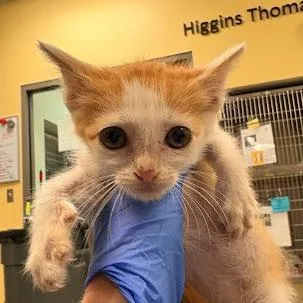 A baby small-sized male Orange / Red Domestic Medium Hair cat named Roger That for adoption in Lynchburg, VA