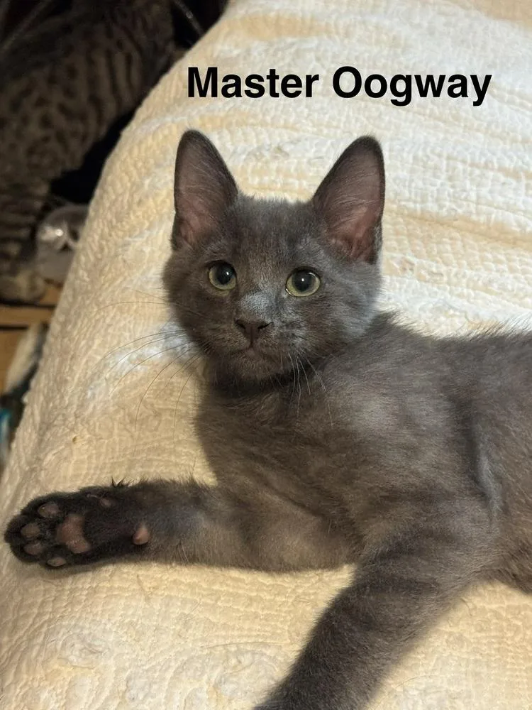 Master Oogway