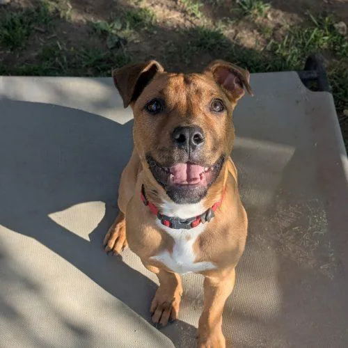 A young medium-sized male Pit Bull Terrier dog named Toby for adoption in Fishers, IN