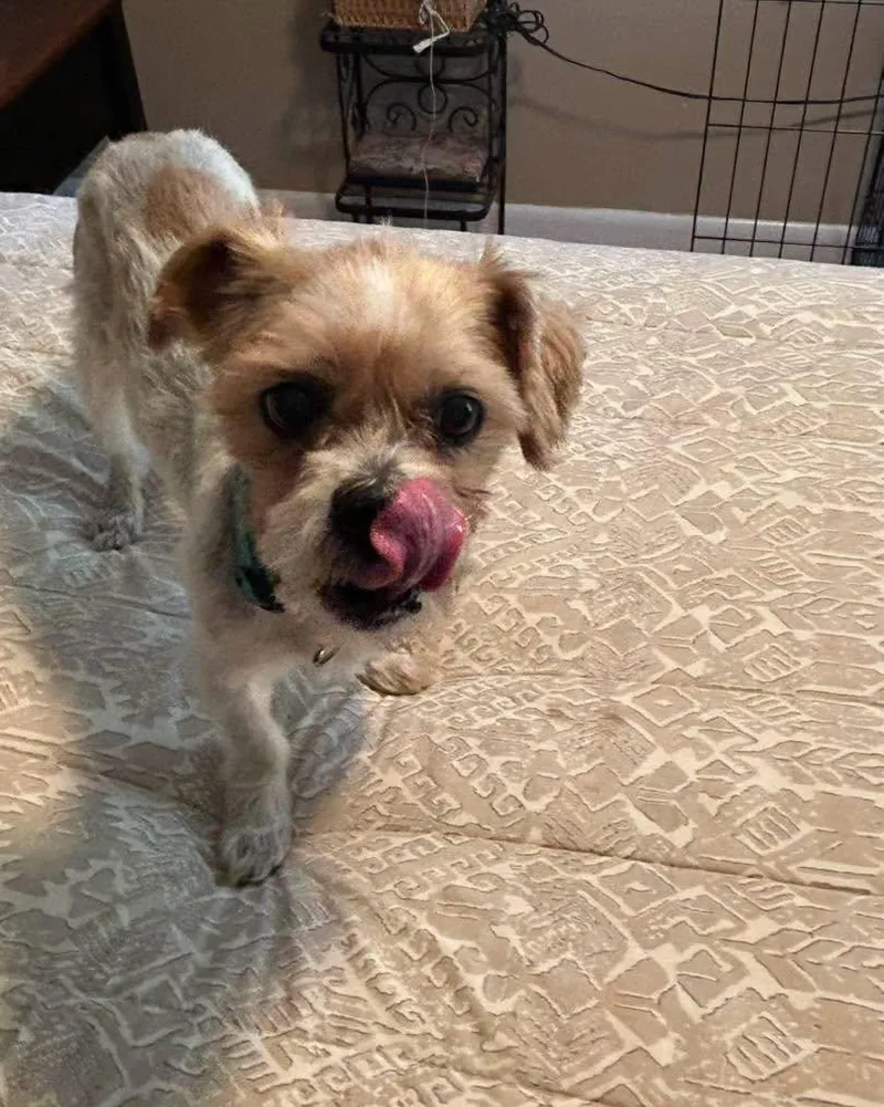 An adult small-sized male White / Cream Shih Tzu dog named Sam for adoption in Winsted, CT