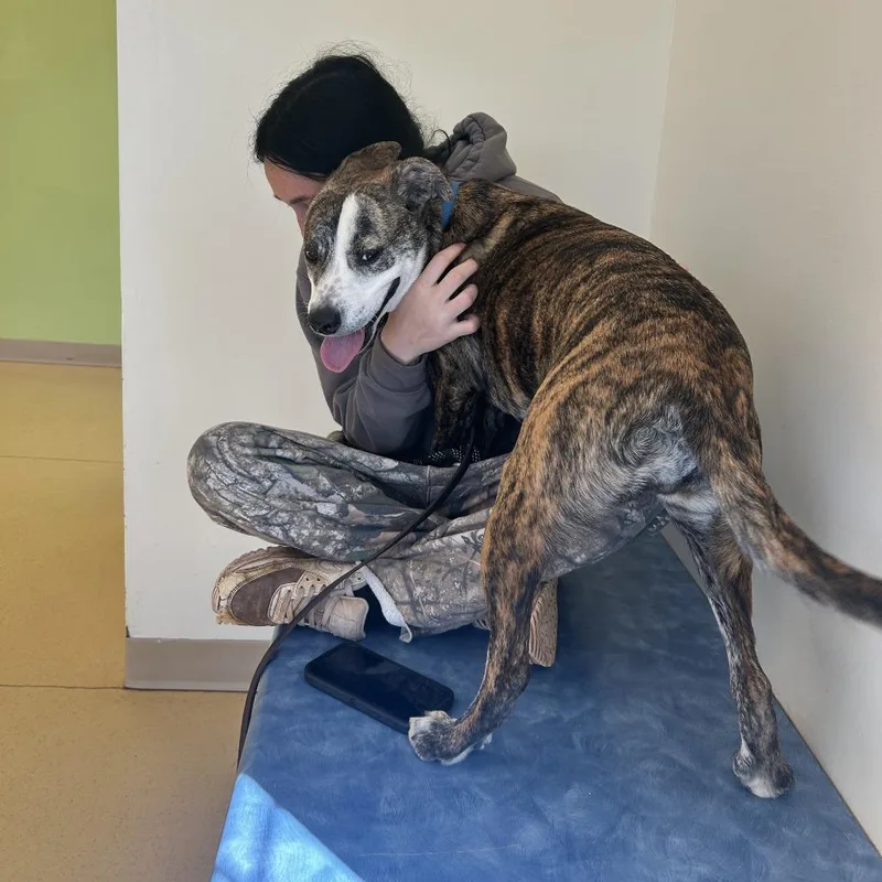 A young medium-sized female Brindle Pit Bull Terrier dog named Aloka for adoption in Lynchburg, VA