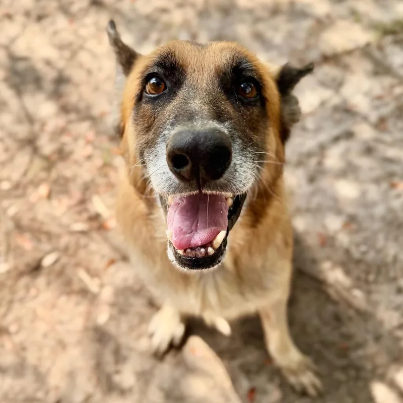 A senior large-sized male German Shepherd Dog dog named Donald for adoption in Milton, FL