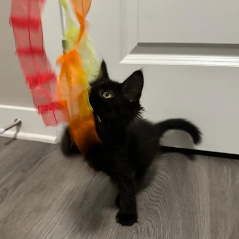 A baby small-sized male Black Domestic Medium Hair cat named Harrison for adoption in Buffalo, MN