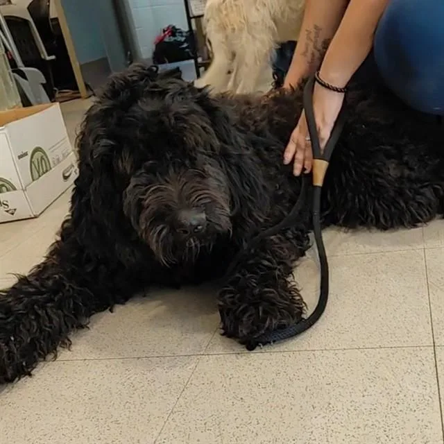 A young medium-sized female Poodle dog named Stormy for adoption in Huntsville, AL