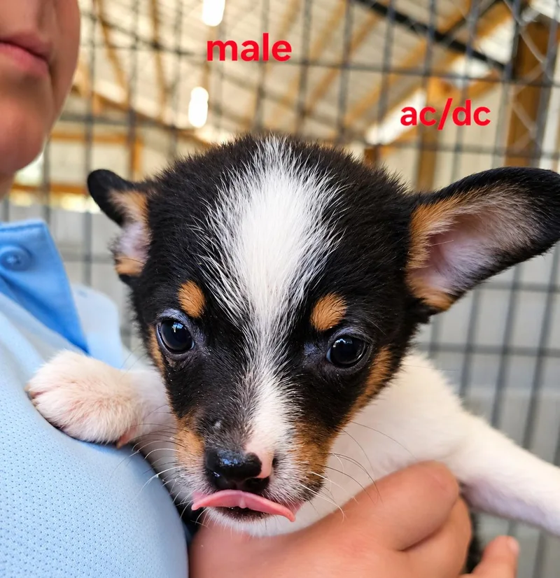 A baby small-sized male Mixed Breed dog named Acdc for adoption in Panama city, FL