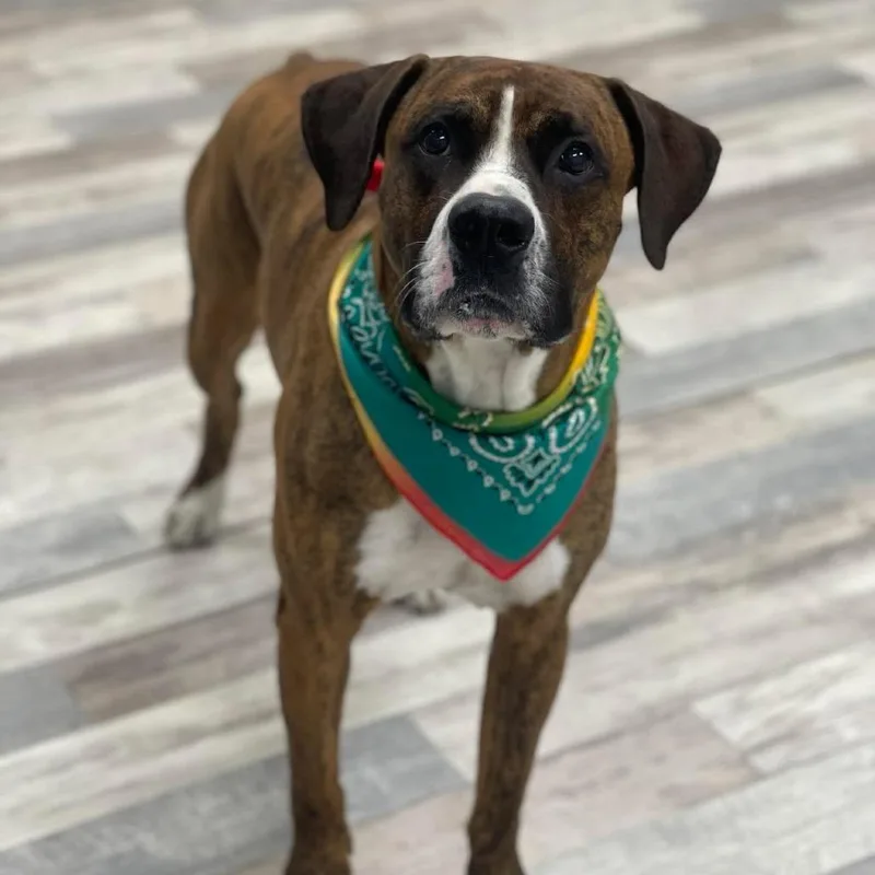 An adult large-sized male Brindle Boxer dog named Tyson for adoption in Lufkin, TX