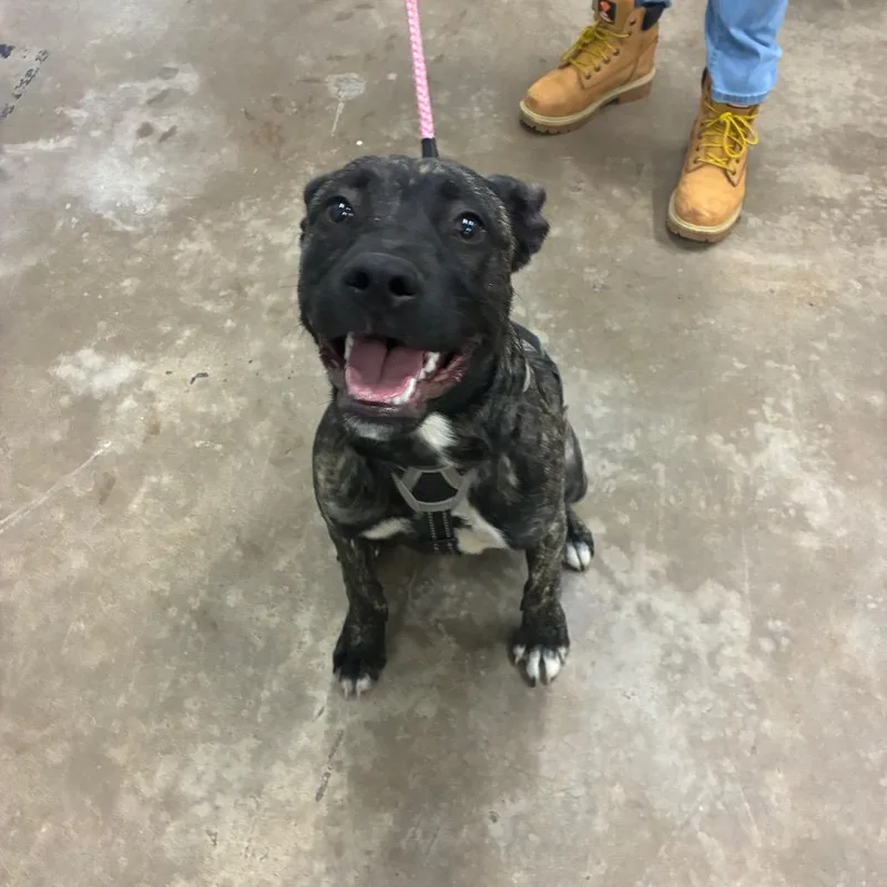 A young medium-sized female Brindle Mixed Breed dog named Betty for adoption in Corbin, KY
