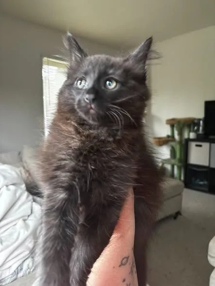 A baby small-sized male Domestic Short Hair cat named Merry for adoption in Kettering, OH