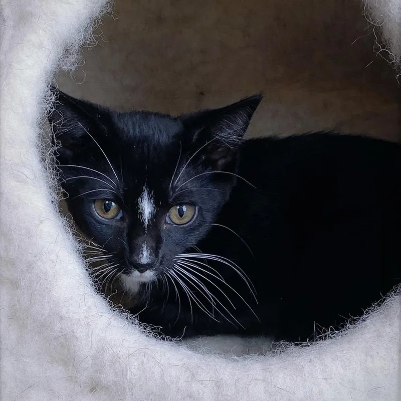 A baby small-sized female Black Domestic Short Hair cat named Sophie for adoption in Huntsville, AL