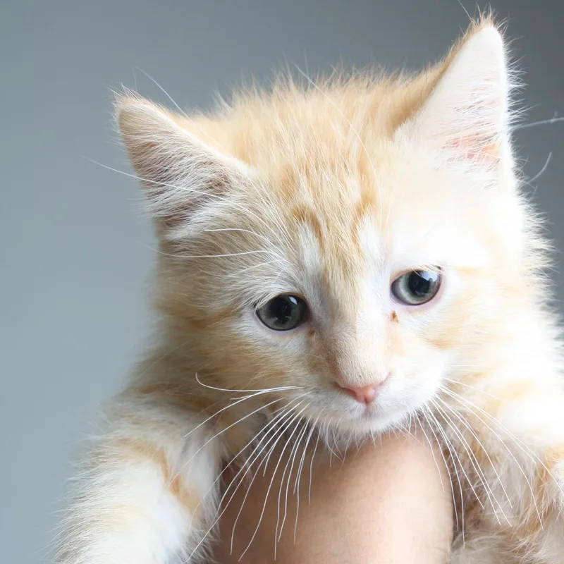 A baby small-sized male Orange / Red Domestic Short Hair cat named Takis C for adoption in Minnetonka, MN