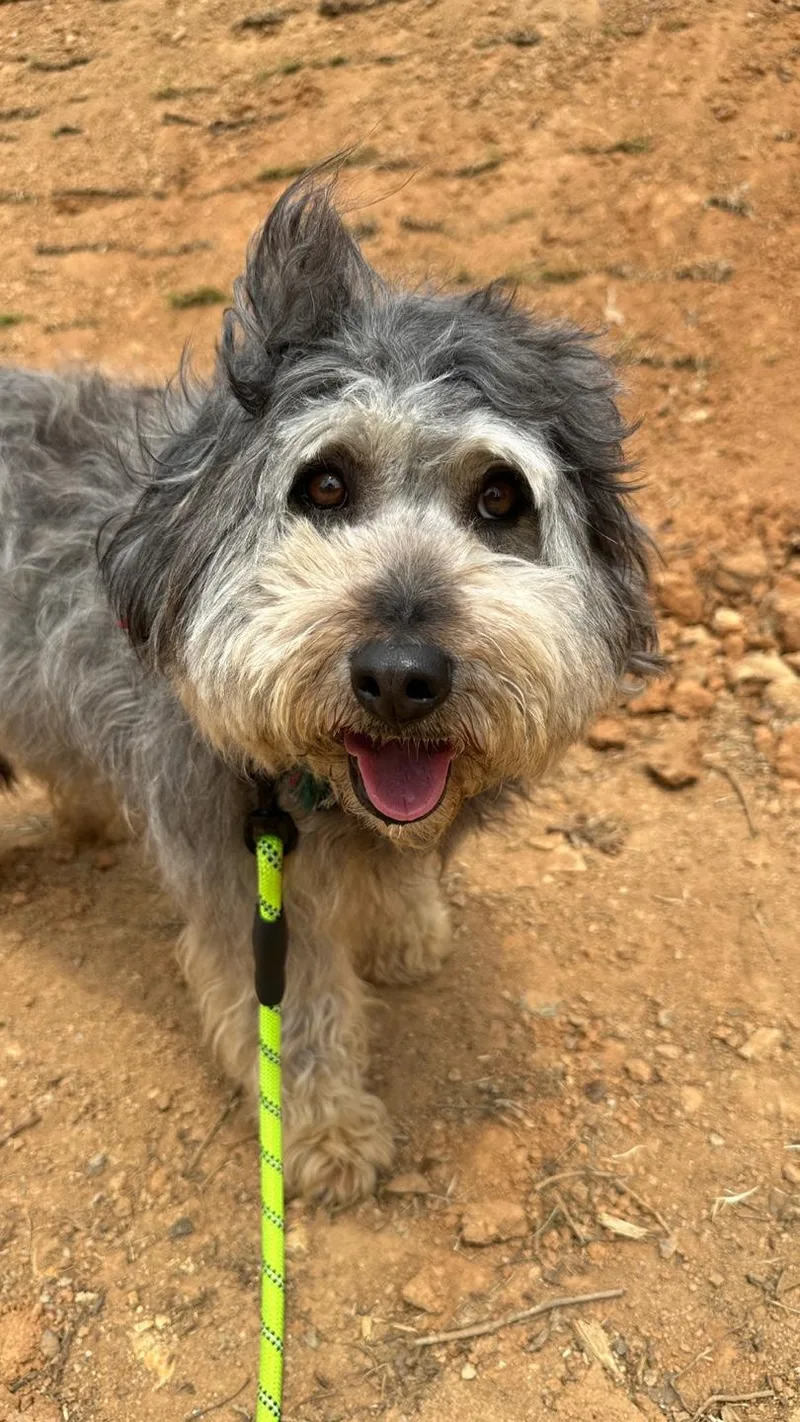 A young medium-sized female Terrier dog named Dream for adoption in Duluth, GA