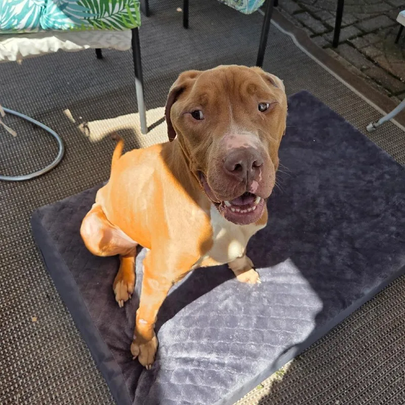 A young large-sized male Brown / Chocolate Pit Bull Terrier dog named Nico for adoption in Dayton, OH